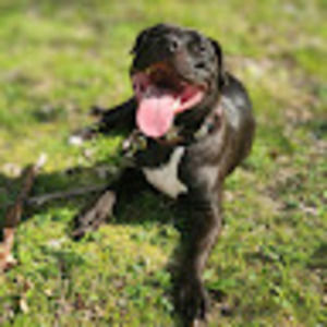 Meet your Posher, Ginger